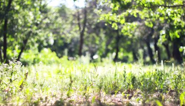 Yumuşak bulanık bahar yeşil arka plan etkisi bokeah ile