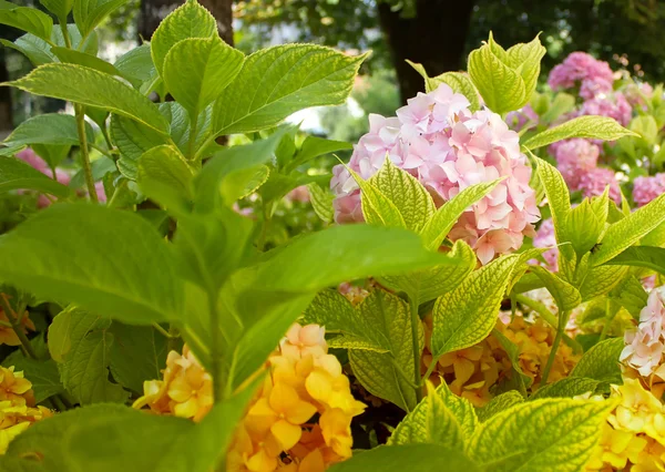 Flores suaves borrosas de una hortensia rosa, diseño, efectos, tonificación —  Fotos de Stock