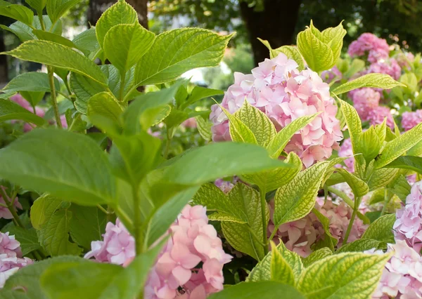 Flores suaves borrosas de una hortensia rosa, diseño, efectos, tonificación —  Fotos de Stock