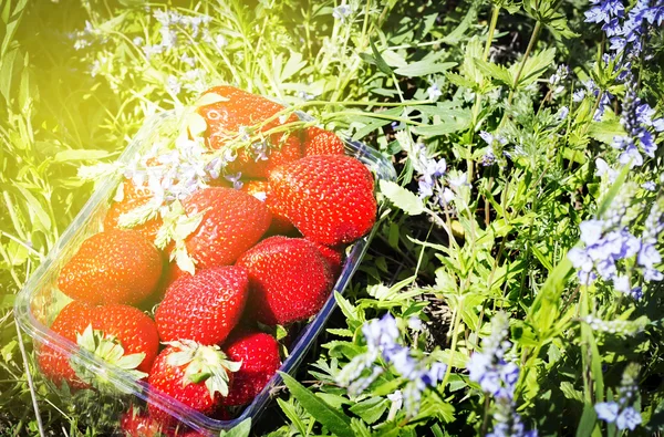 Seçici odak, bir yeşil çimenlerin üzerinde plastik kap içinde olgun çilek tasarım tonlama efektleri 