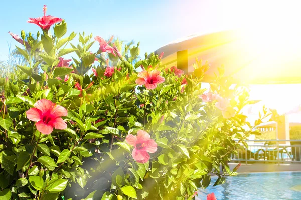 Red flowers to a karkada in hotel about the pool, selective focus, design, effects, toning — Stock Photo, Image