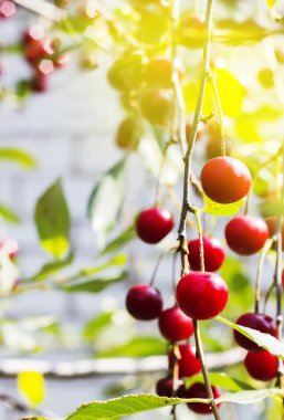 Kiraz, seçici odak, tasarım, tonlama efektleri, olgunlaşmış meyve ile şube