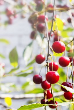 Kiraz, seçici odak, tasarım, tonlama efektleri, olgunlaşmış meyve ile şube