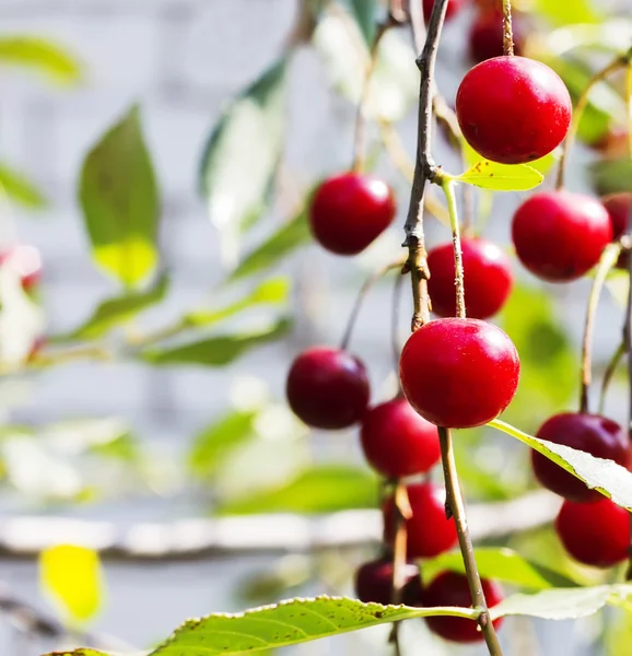 De tak met rijpe vruchten van cherry, selectieve aandacht, design, effecten, toning — Stockfoto