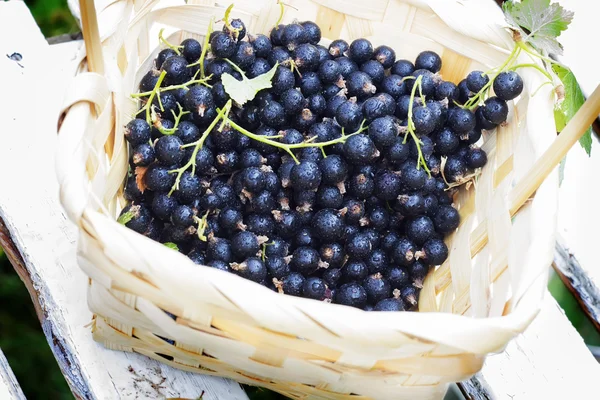 Beyaz ahşap çıtalar, seçici odak karşı bir sepeti Blackcurrant meyveleri