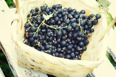 Beyaz ahşap çıtalar, seçici odak karşı bir sepeti Blackcurrant meyveleri