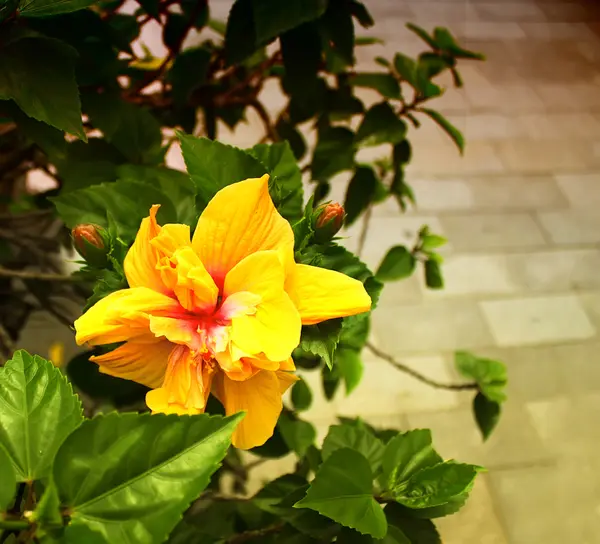 Große gelbe Blume der chinesischen Rose, Design, Effekte, Straffung — Stockfoto