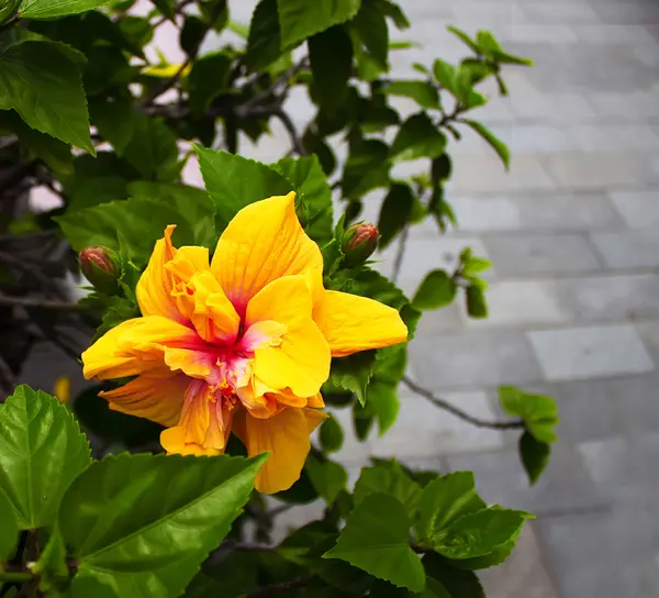 Große gelbe Blume der chinesischen Rose, Design, Effekte, Straffung — Stockfoto