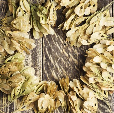 Sonbahar arka plan bir akçaağaç ahşap doku kuru tohumları