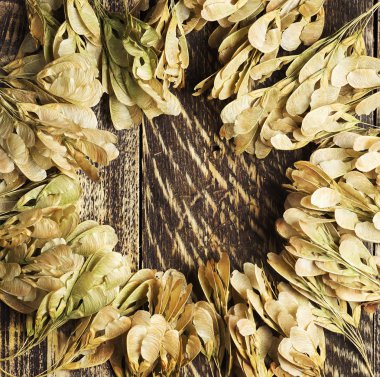 Sonbahar arka plan bir akçaağaç ahşap doku kuru tohumları