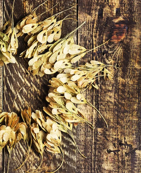 Jesienne podłoże suche nasiona klonu na drewniane tekstury — Zdjęcie stockowe