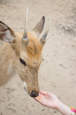 Kız bir geyik yayınları