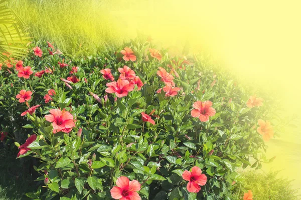 Red flowers in sun beams — Stock Photo, Image