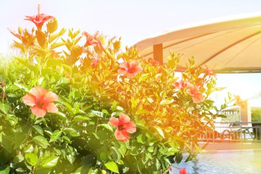 Havuzu yakınındaki kırmızı çiçekler