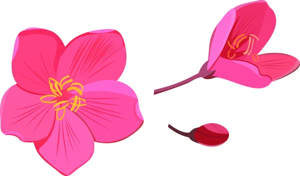 Pembe çiçekler ve bud