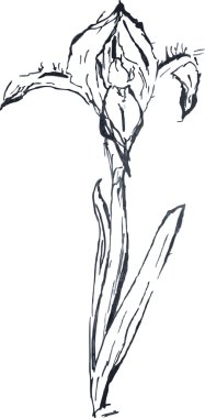 Iris mavi suluboya dağılımı