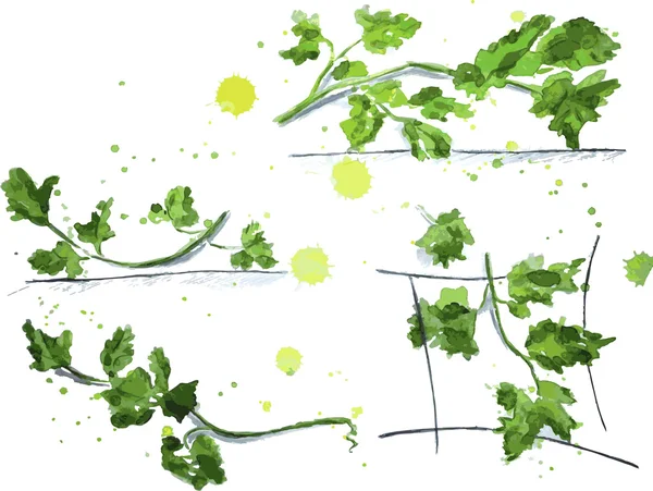 Parsley branches watercolor — Stock Vector