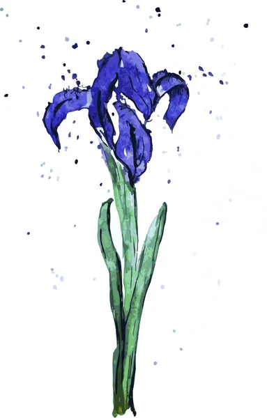 Iris acuarela azul con contorno — Vector de stock