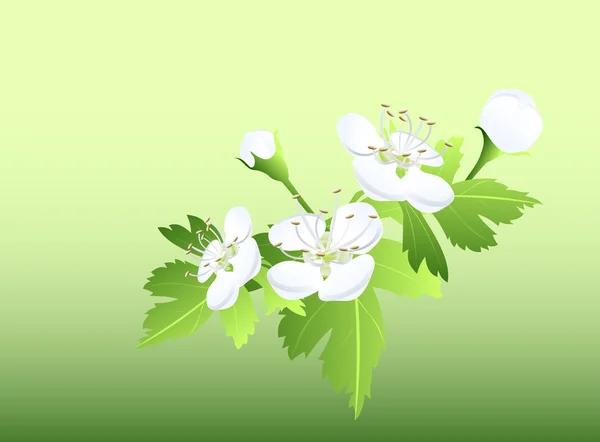 白色的花和叶子的支 — 图库矢量图片