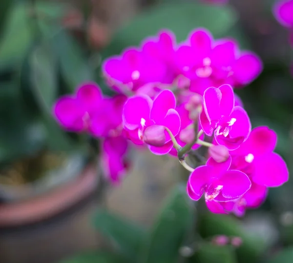 Rosa Orchideen auf dem Hintergrund der Blätter — Stockfoto