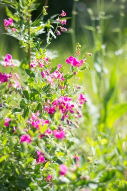 bir tatlı bezelyem usulca bulanık çiçek