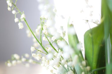 bir lily vadi usulca bulanık çiçek