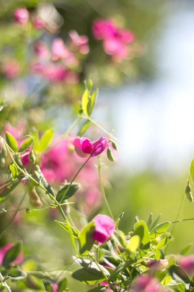 Weich verschwommene Blüten einer süßen Erbse — Stockfoto