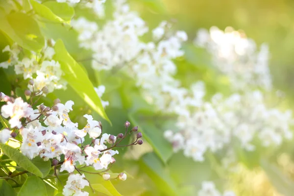 Witte bloemen in de zon op vlucht groene achtergrond — Stockfoto