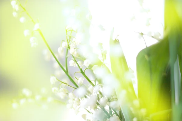 Softly blurred flowers of a lily of the valley — Stock Photo, Image