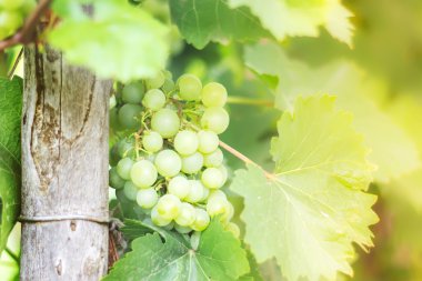 Grapevine bir ışık yeşil grup ile