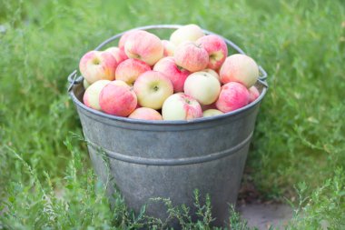 Bir büyük metal kovada taze doğal elma