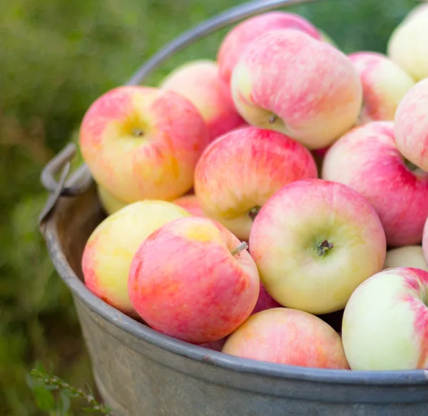 Fresh natural apples in a big metal bucket — Stock Photo, Image