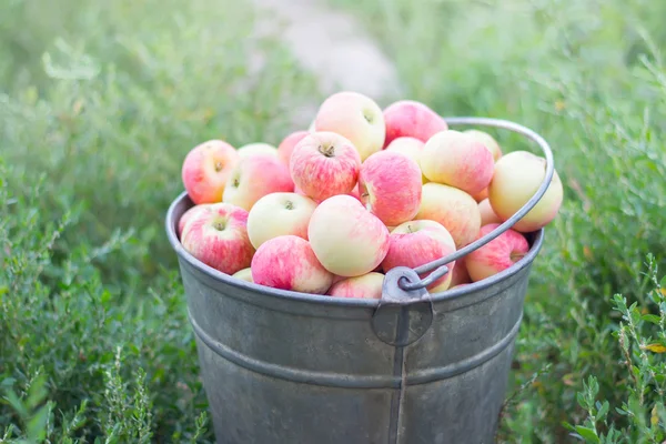 Fresh natural apples in a big metal bucket — Stock Photo, Image