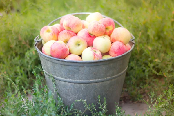 Fresh natural apples in a big metal bucket — Stock Photo, Image