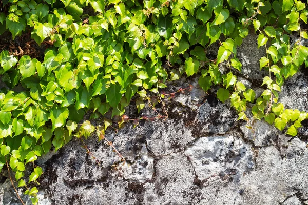 Edera contro un muro di pietra in una giornata di sole — Foto Stock