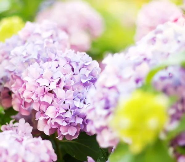 Weiche verschwommene Blüten einer rosa Hortensie — Stockfoto