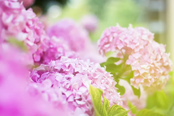 Weiche verschwommene Blüten einer rosa Hortensie — Stockfoto