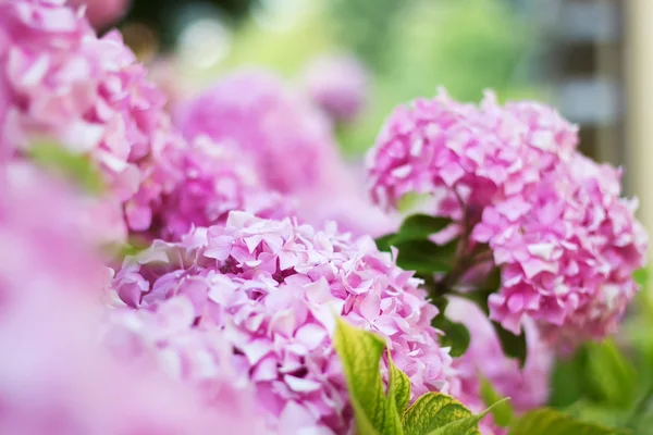 Weiche verschwommene Blüten einer rosa Hortensie — Stockfoto