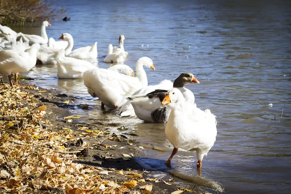 Geese in the fall at the river