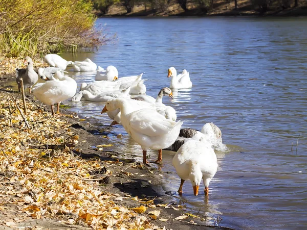 Geese in the fall at the river