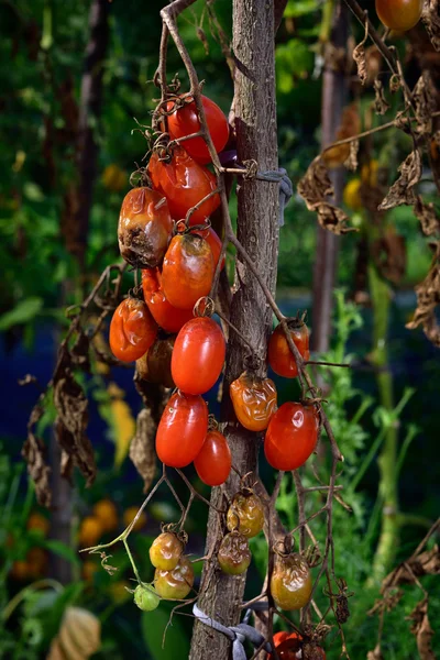 Tomato disease - late blight.