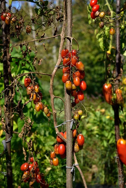 Enfermedad del tomate - tizón tardío . — Foto de Stock