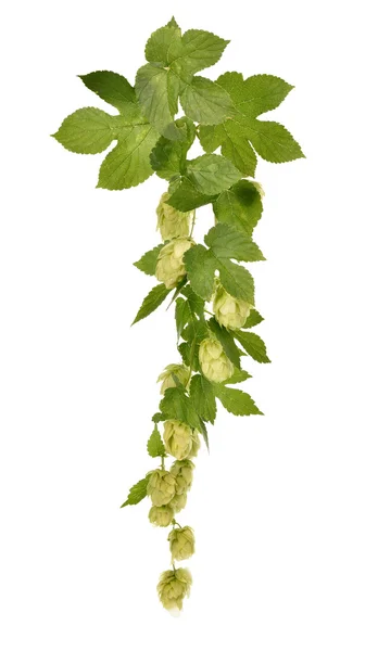 Hopfen isoliert auf weißem Hintergrund. — Stockfoto