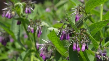 Pembe Çiçek Bahçe karakafes Close-Up.