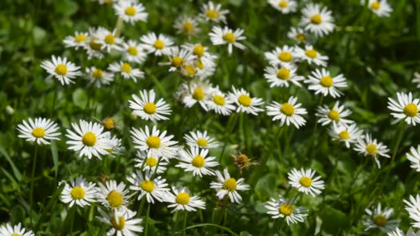 Nahaufnahme von Gänseblümchen im Gras. — Stockvideo