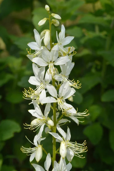 White flowers of Dictamnus albus, burning bush. — Stock Image White flowers of Dictamnus albus, burning bush. Stock Photo
