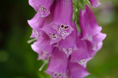 Yakın çekim yüksükotu - Digitalis purpurea.