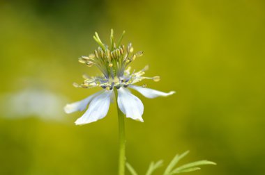 Nigella sativa bir Bahçe.