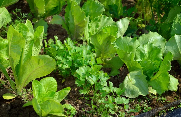 Sallat och koriander i grönsakslandet. — Stockfoto