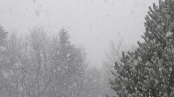 Lentamente cadendo grandi fiocchi di neve reali contro alberi. Foresta di neve invernale. Telecamera chiusa . — Video Stock